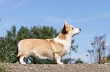CORGI PEMBROKE 370